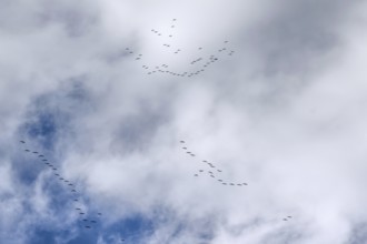 Cranes flying high up under clouds (Grus grus), Mecklenburg-Western Pomerania, Germany