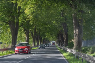Lindenallee (Tilia) on the B4, Rehna, Mecklenburg-Western Pomerania
