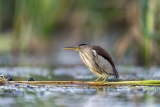 Little Bittern (Ixobrychus minutus), lurking in reeds, Race, Slovenia