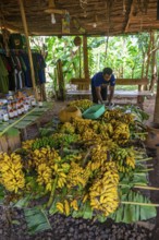 Local man, production of banana juice and banana schnapps, banana plantation, near Fort Portal,