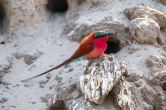Breeding caves on the banks of the Kwando, Southern carmine bee-eater (Merops nubicoides),