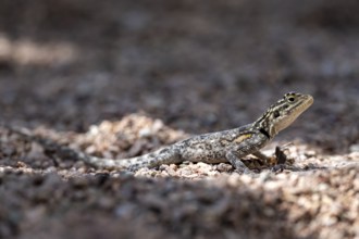 Female Siedleragame (Agama Agama), Epupa, Namibia