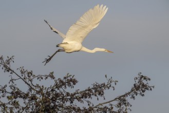 Great Egret (Ardea alba), flying, Emsland, Lower Saxony, Germany