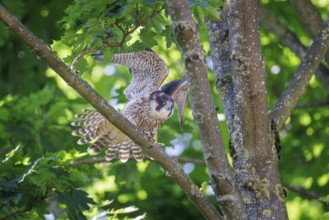 Peregrine Falcon (Falco peregrinus), Germany