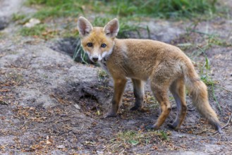 Red fox (Vulpes vulpes), Germany