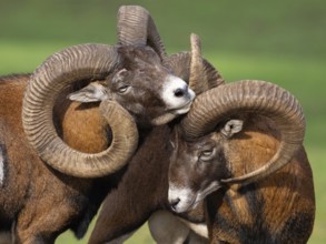 Two grouches have wedged their horns, North Rhine-Westphalia, Germany