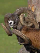 Two grouches have wedged their horns, North Rhine-Westphalia, Germany