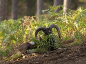 A mouflon resting in the forest, North Rhine-Westphalia, Germany