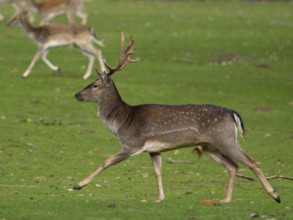 Young fallow deer running, North Rhine-Westphalia, Germany
