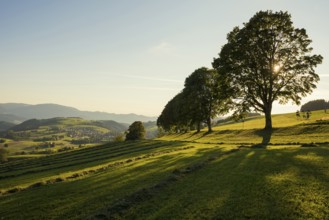 Tree avenue, St Peter, sunset, Black Forest, Southern Black Forest, Baden-Württemberg, Germany