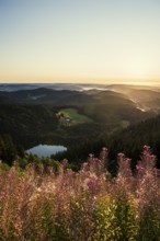 View from Feldberg to Feldsee looking east, sunrise, Black Forest, Southern Black Forest,