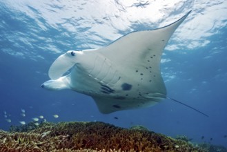 Underwater photo of manta rays (Mobula alfredi) Riffmanta Manta swims at cleaning station in