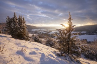 Christmas tree in the golden evening light of sunset Christental, Nenningen, Donzdorf,