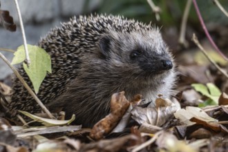 European hedgehog (Erinaceus europaeus), Emsland, Lower Saxony, Germany