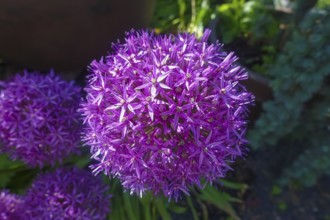 Leeks (Allium), ornamental garlic, large beautiful flowers, purple globes, flowers, plants,