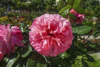 Roses (pink), pink blossom, flowers, plants, gardens, Germany
