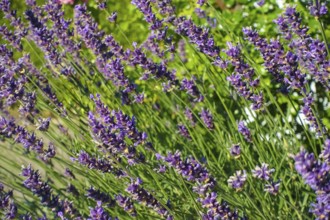 Lavender (Lavandula angustifolia), narrow-leaved lavender, ornamental plant, medicinal plant,