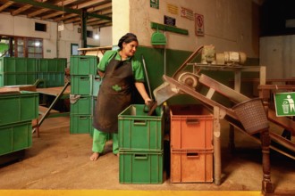 Women working in Glenloch tea factory, Nuwara Eliya, Sri Lanka