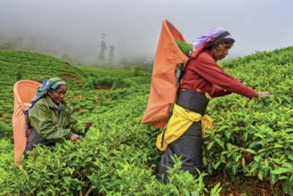 Tea picker harvesting in the Glenloch tea factory, Nuwara Eliya, Sri Lanka