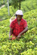 Tea picker harvesting in the Glenloch tea factory, Nuwara Eliya, Sri Lanka