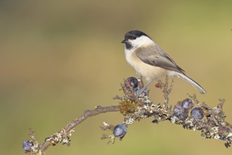 Willow tit (Parus montanus), sitting on a branch in a blackthorn bush, (Prunus spinosa), sloes,