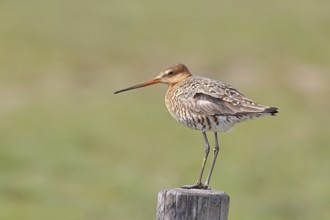 Blacktail (Limosa limosa), sitting room, on a fence post, snipe birds, wildlife, nature