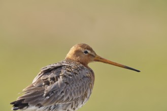 Blacktail (Limosa limosa), sitting room, on a fence post, snipe birds, animal portrait, wildlife,