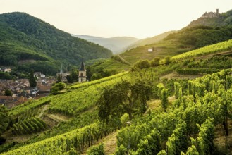 Village in the vineyards at sunset, Ribeauvillé, Haut-Rhin department, Alsace, France
