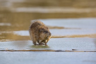 Muskrat (Ondatra zibethicus) walks across the ice on frozen lake Germany