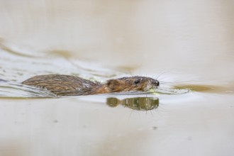 Muskrat (Ondatra zibethicus) swims to its burrow Germany
