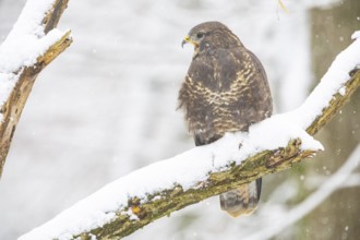Common Buzzard (Buteo buteo) Germany
