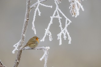 Robin (Erithacus rubecula) Germany