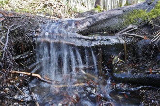 Moor outlet, A clear stream flows over roots and moss in the forest, Peenetal nature park Park,
