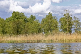 Tranquil river landscape with reeds, birches and cloudy sky in the background, Peenetal nature park