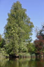 Large birch tree on the banks of a river under a blue sky, Peenetal nature park Park,