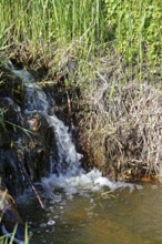 Moor outlet, small waterfall in a stream surrounded by lush reeds and vegetation, Peenetal nature