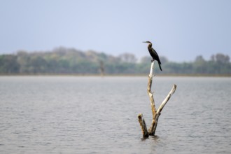 Africa snake-necked bird (Anhinga rufa) sitting on a dead tree in the river, Thamalakane River,
