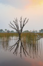 Dead trees are reflected in the river at sunset, Thamalakane River, Okavango Delta, Botswana