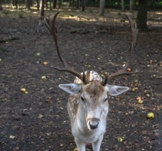 Fallow deer (Dama dama) in an outdoor enclosure in the forest, Mecklenburg-Western Pomerania,
