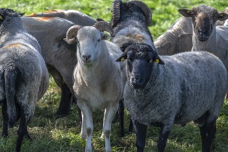 Various sheep breeds (Ovis gmelini) left a rough woolly country sheep, next to it a grey-horned