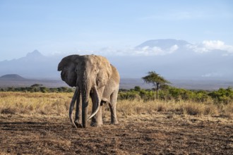 African elephant (Loxodonta africana) in picturesque landscape with the summit of Mount