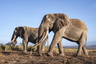 African elephant (Loxodonta africana) in picturesque landscape with the summit of Mount