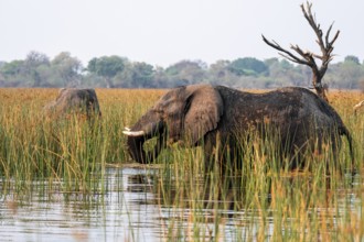 African elephant (Loxodonta africana), elephants on the riverbank between river grass, Thamalakane