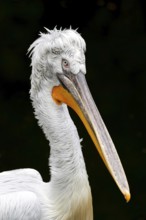 Krauskopf pelican (Pelecanus crispus), Tierwelt Herberstein, Herberstein, Styria, Austria