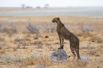 Cheetah (Acinonyx jubatus) runs in dry savanna, Etosha National Park, Namibia