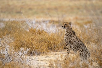 Cheetah (Acinonyx jubatus) sits in dry savanna, Etosha National Park, Namibia