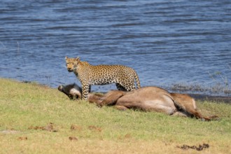 Leopard (Panthera pardus) with kill, waterbuck, Ihaha, Chobe National Park National Park, Botswana