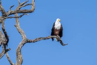 African fish eagle (Icthyophaga vocifer) sitting on dry tree, Ihaha, Chobe National Park National