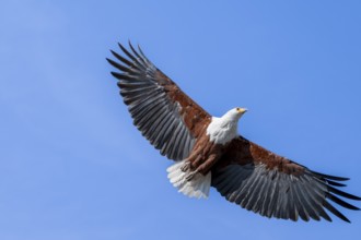 African fish eagle (Icthyophaga vocifer) flying, Ihaha, Chobe National Park National Park, Botswana