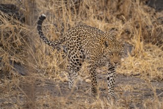 Female, leopard (Panthera pardus) sneaks through dry grass, Savuti, Chobe National Park, Botswana